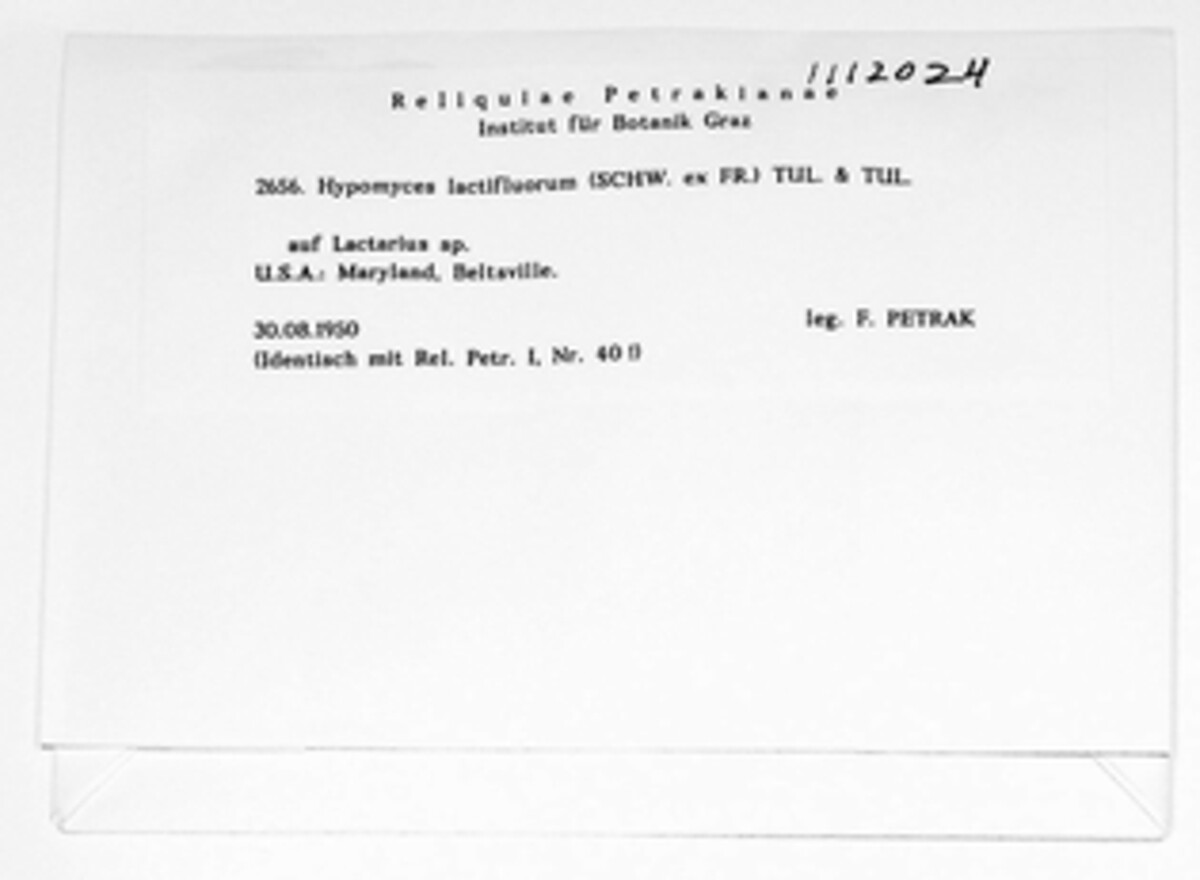 Hypomyces lactifluorum image